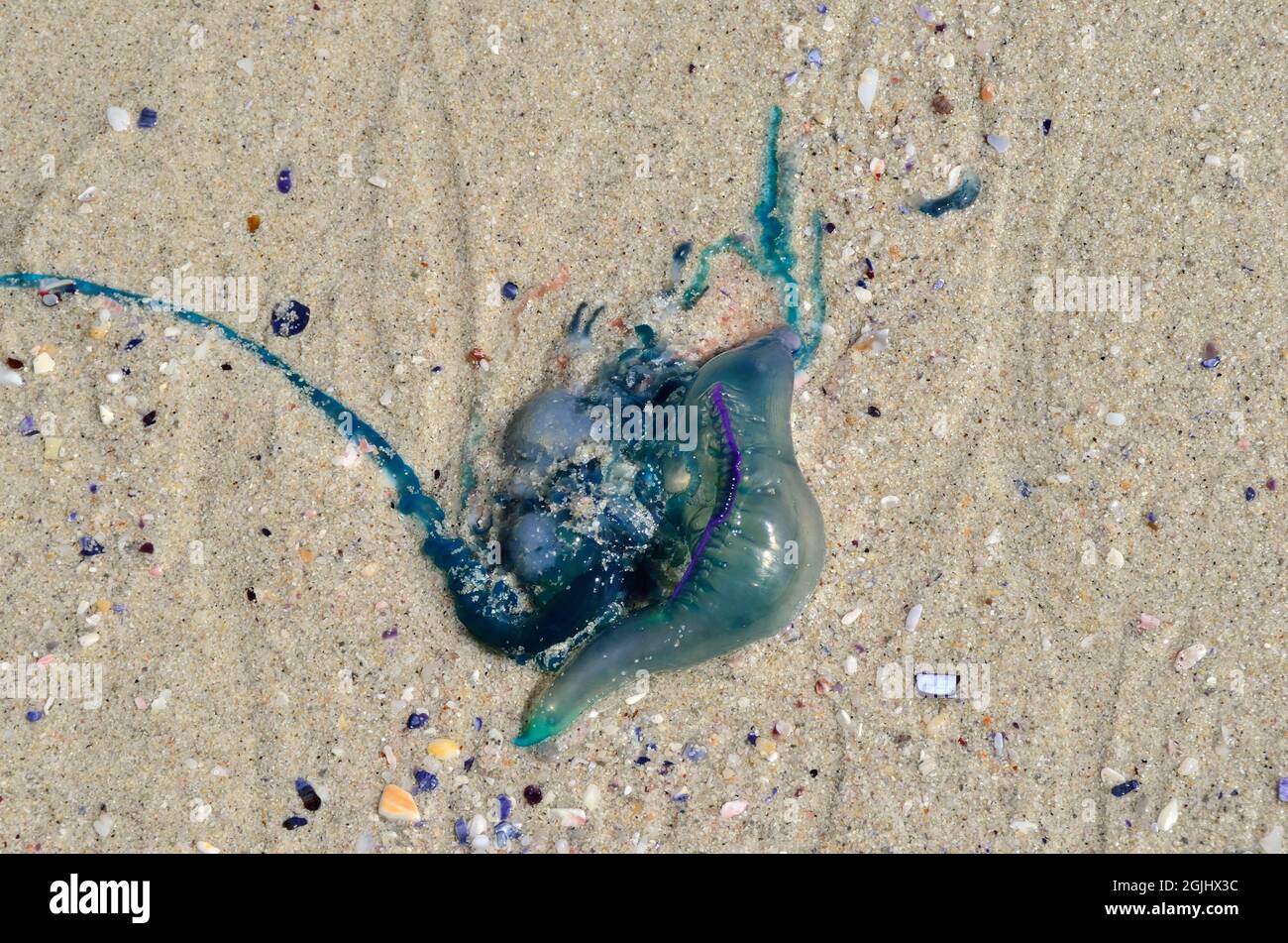 Kleine Portugiesische Galeere, Portuguese man o' war, blue bottle jellyfish, Physalia utriculus, Südafrika, south africa Stock Photo
