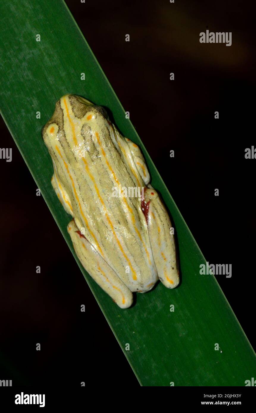 Marmorierter Riedfrosch, Tagfärbung, painted reed frog, marbled reed frog, day color, Hyperolius marmoratus, Kruger-Nationalpark, Kruger National Park Stock Photo