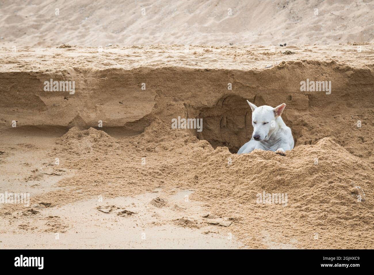 White dog digging a hole in the sand at the beach background, Thailand Stock Photo Alamy