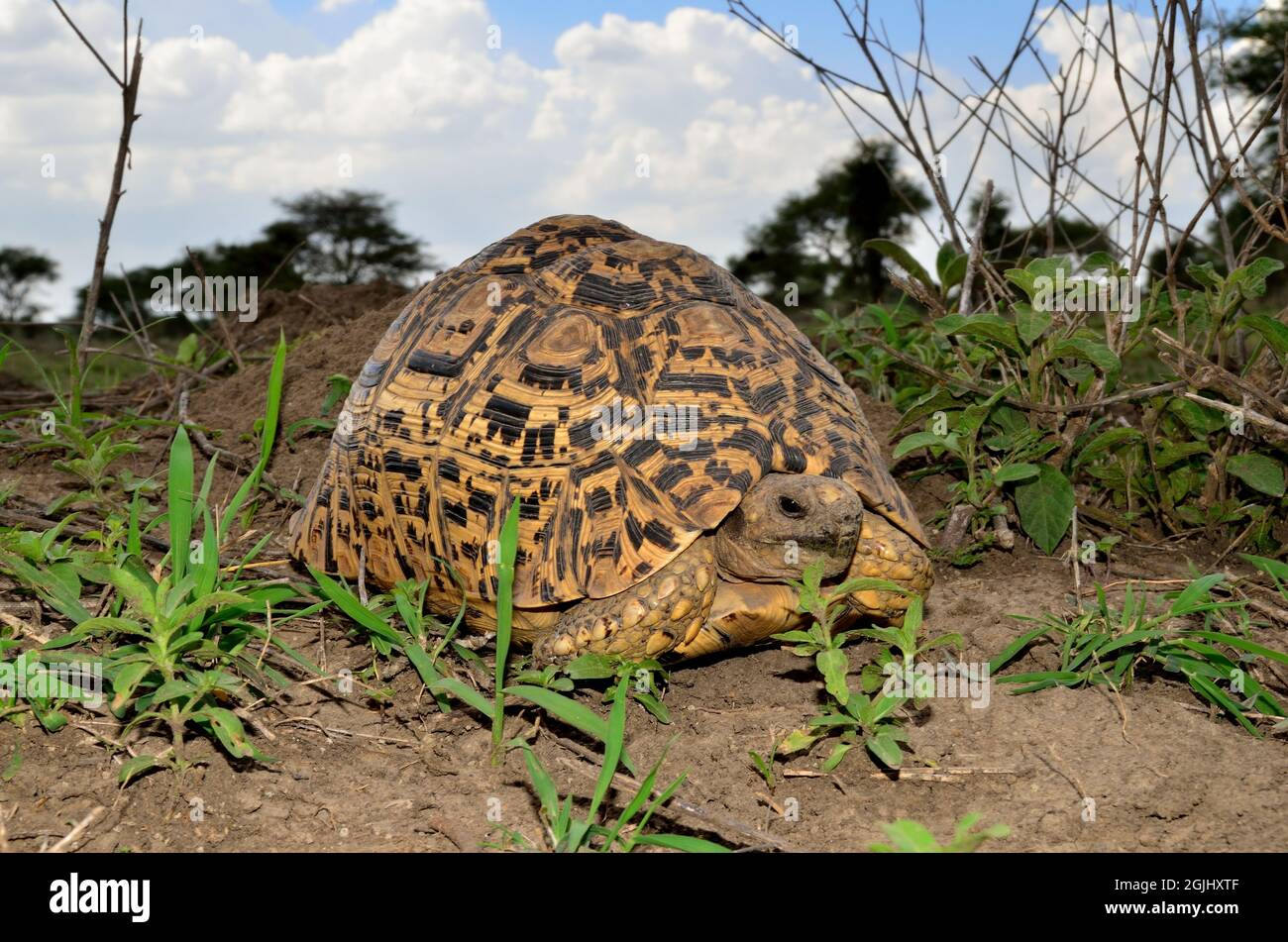 Pantherschildkröte, leopard tortoise, Geochelone pardalis, Tansania, Ostafrika, Tanzania, East Africa Stock Photo