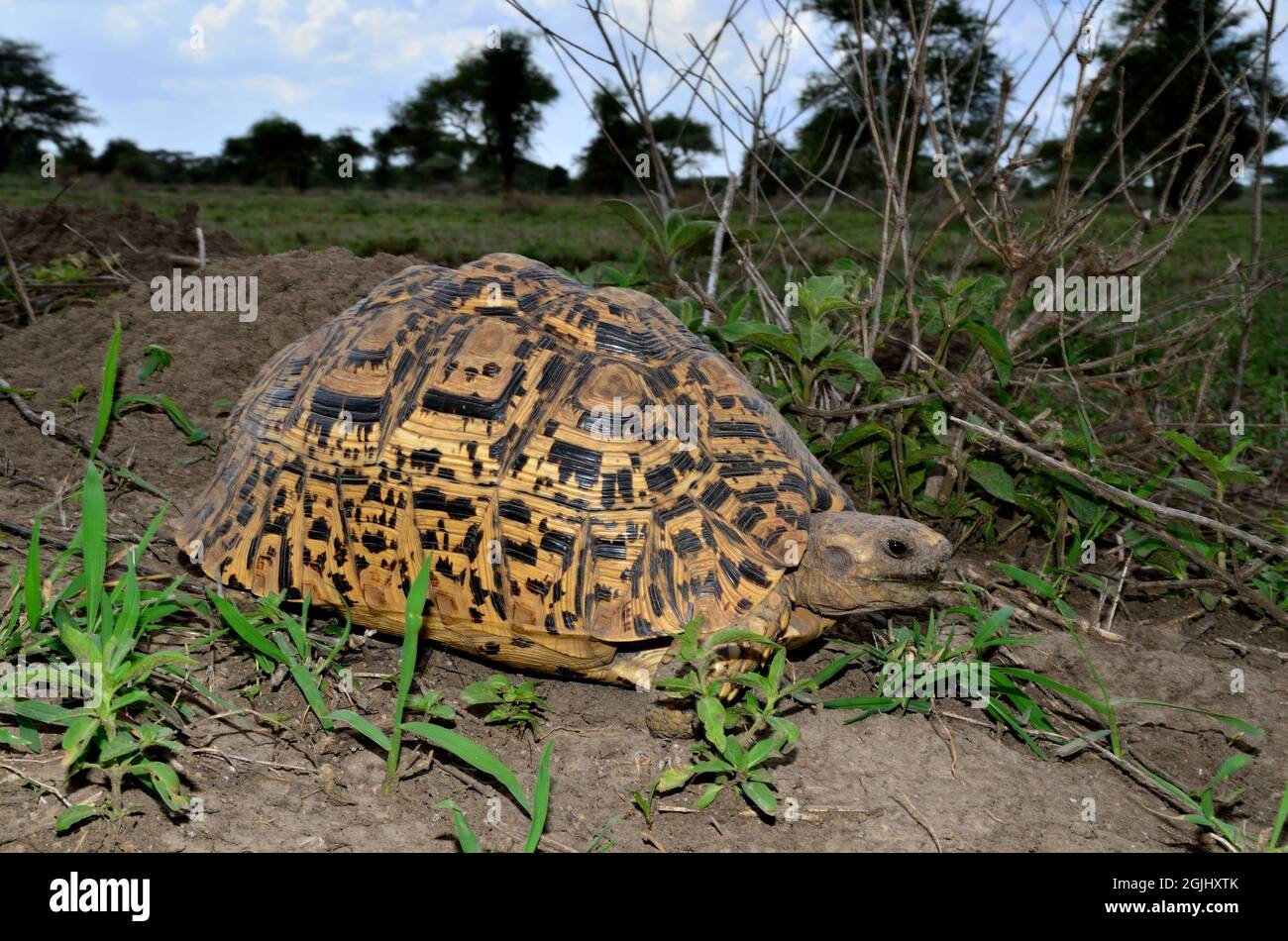 Pantherschildkröte, leopard tortoise, Geochelone pardalis, Tansania, Ostafrika, Tanzania, East Africa Stock Photo