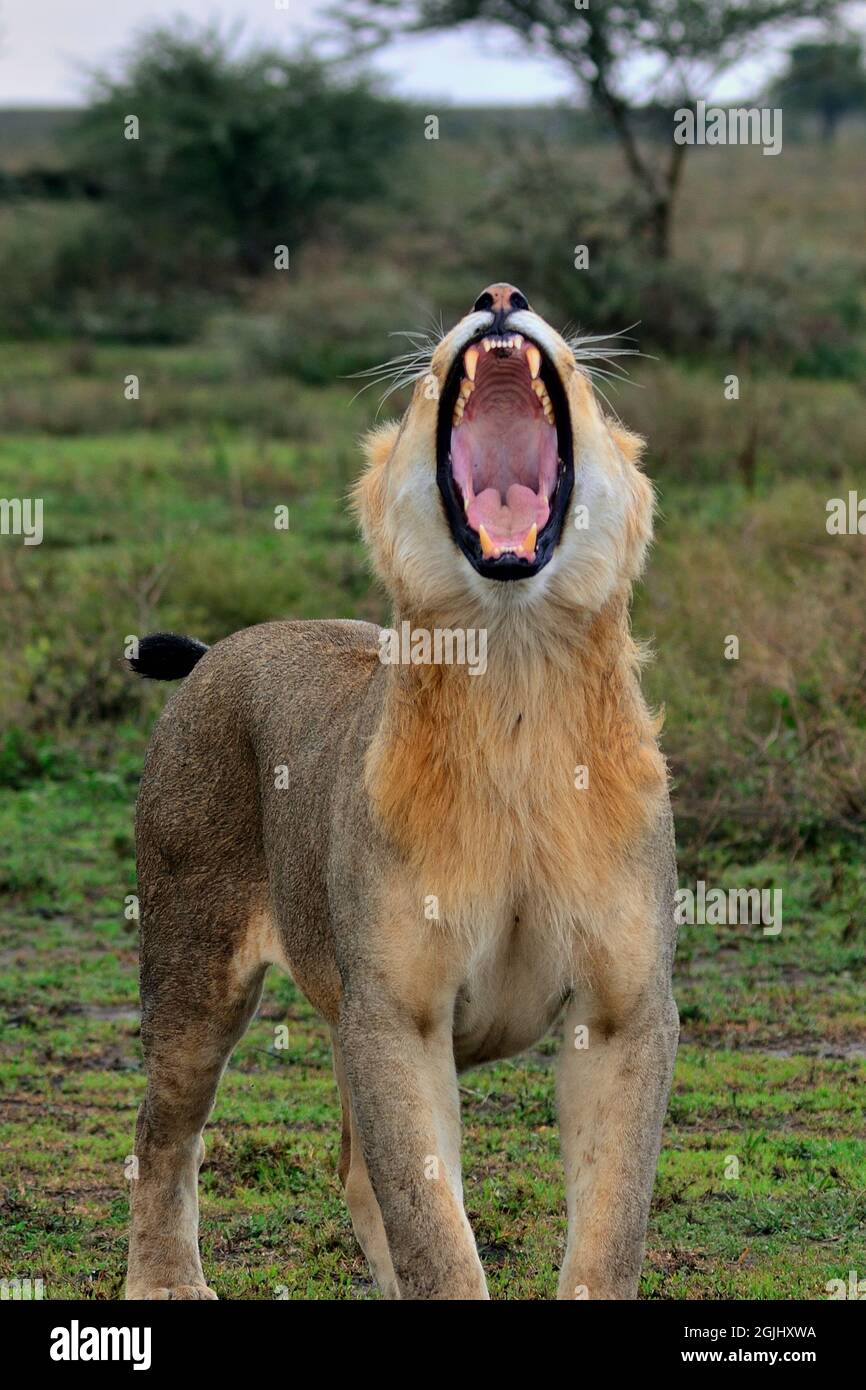 Löwe, lion, Panthera leo, Tansania, Ostafrika, Tanzania, East Africa Stock Photo