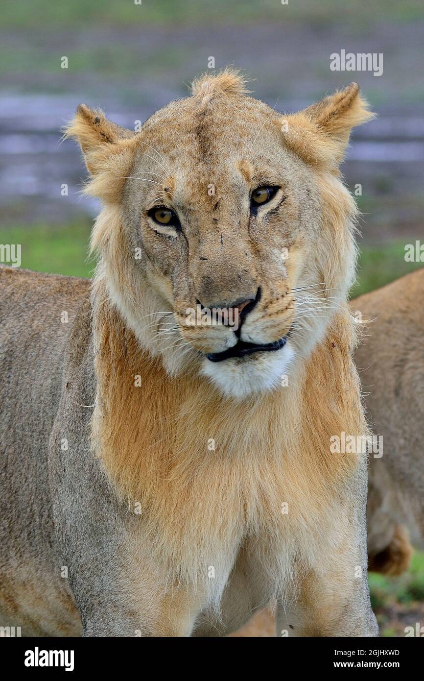 Löwe, lion, Panthera leo, Tansania, Ostafrika, Tanzania, East Africa Stock Photo