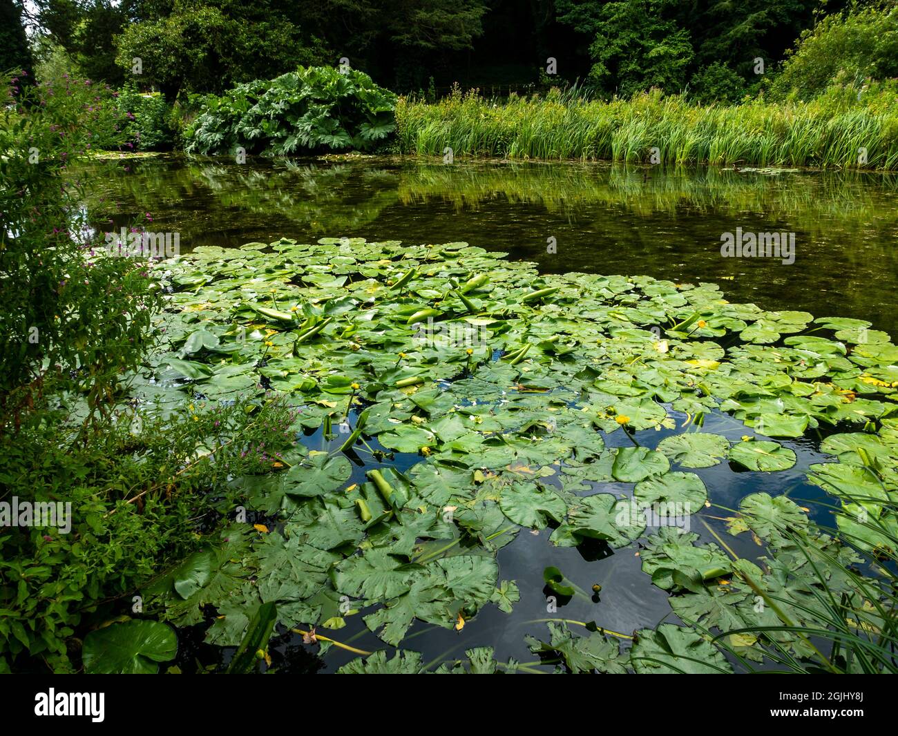 Monastic stew ponds, Arundel Castle, Arundel, West Sussex, England, UK. Stock Photo