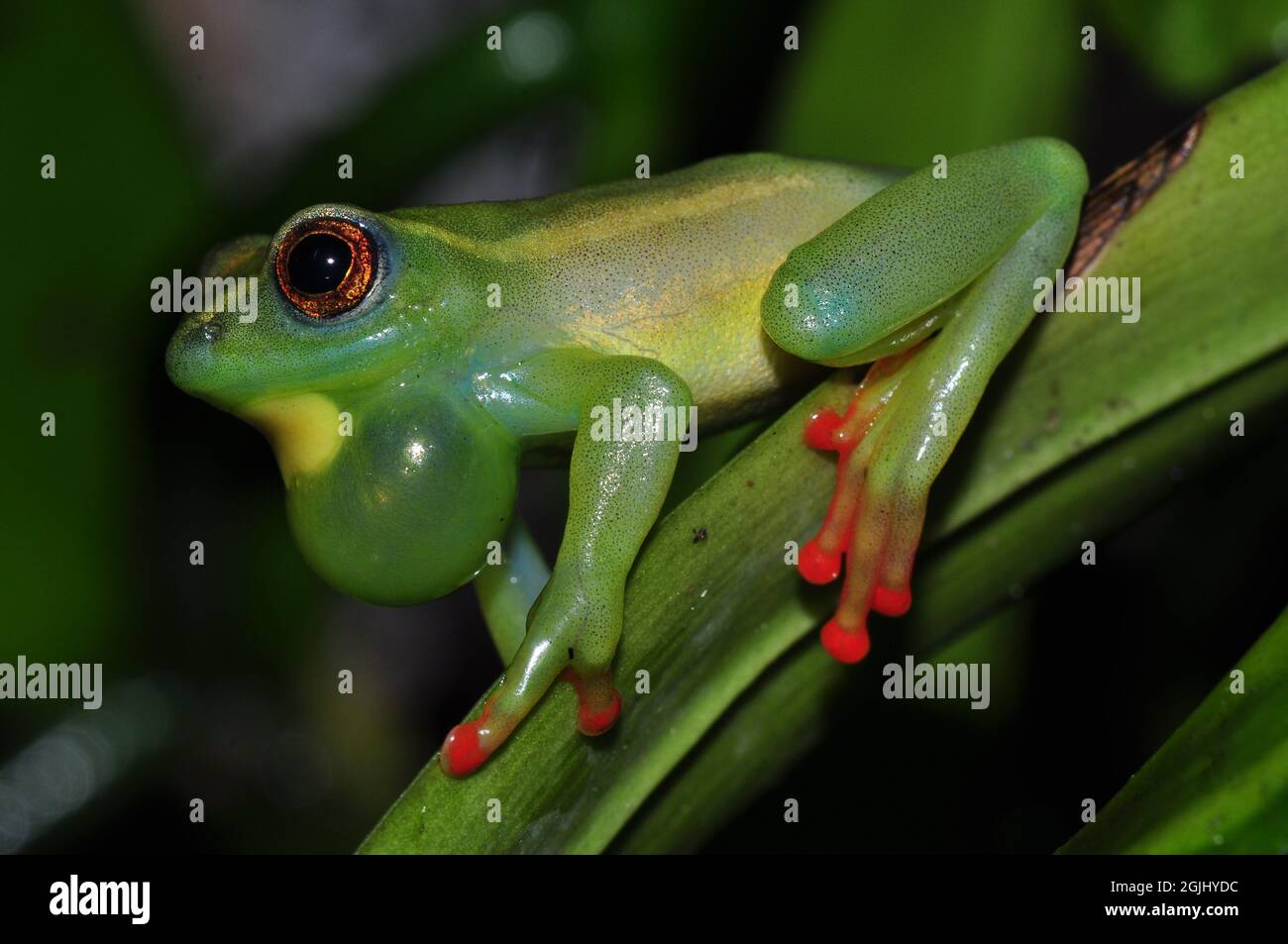 Riggenbachs Riedfrosch, Männchen rufend, Riggenbach's reed frog, male calling, Hyperolius riggenbachi hieroglyphicus, Stock Photo