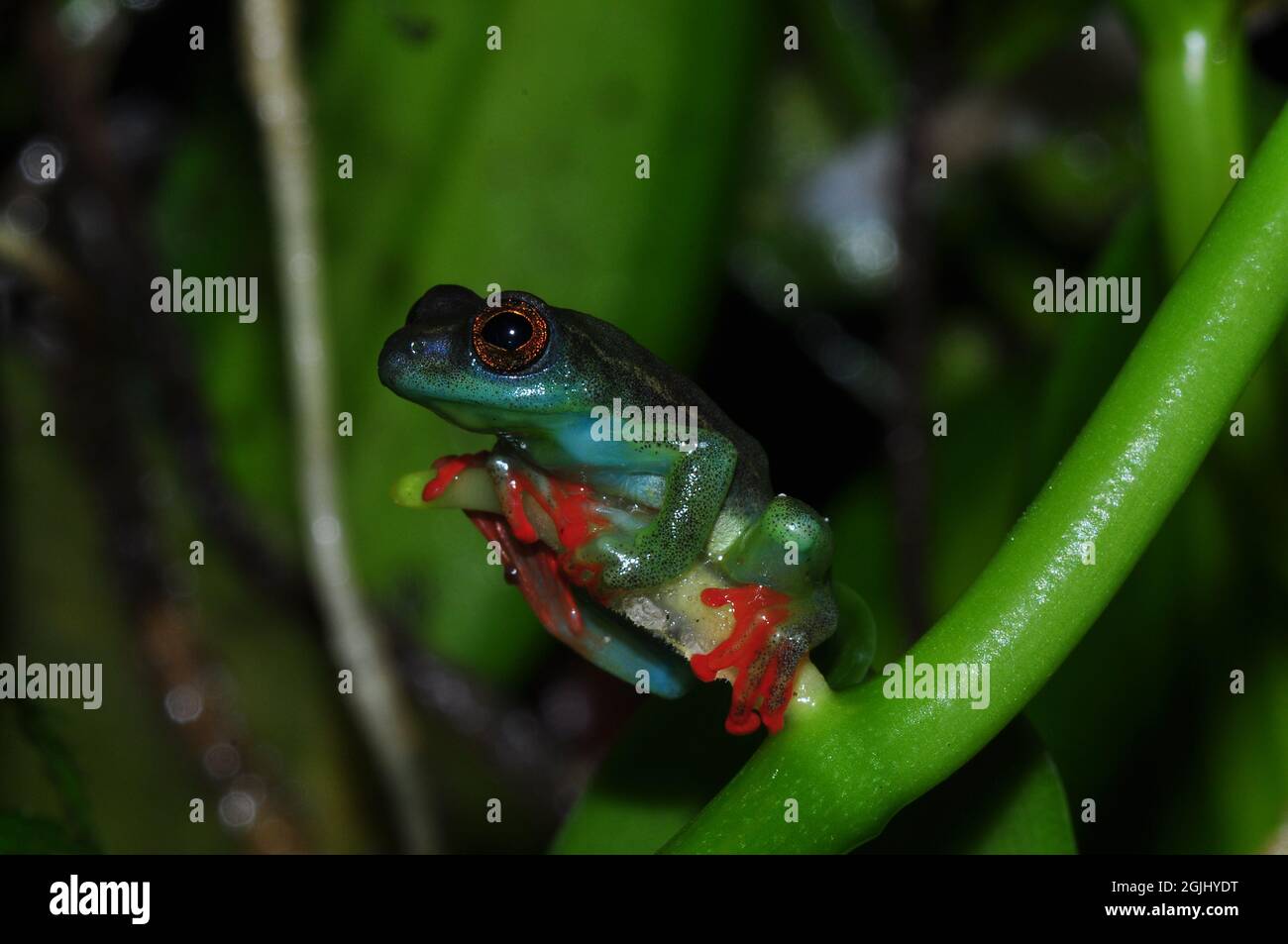 Riggenbachs Riedfrosch, Männchen, Riggenbach's reed frog, male, Hyperolius riggenbachi hieroglyphicus, Stock Photo