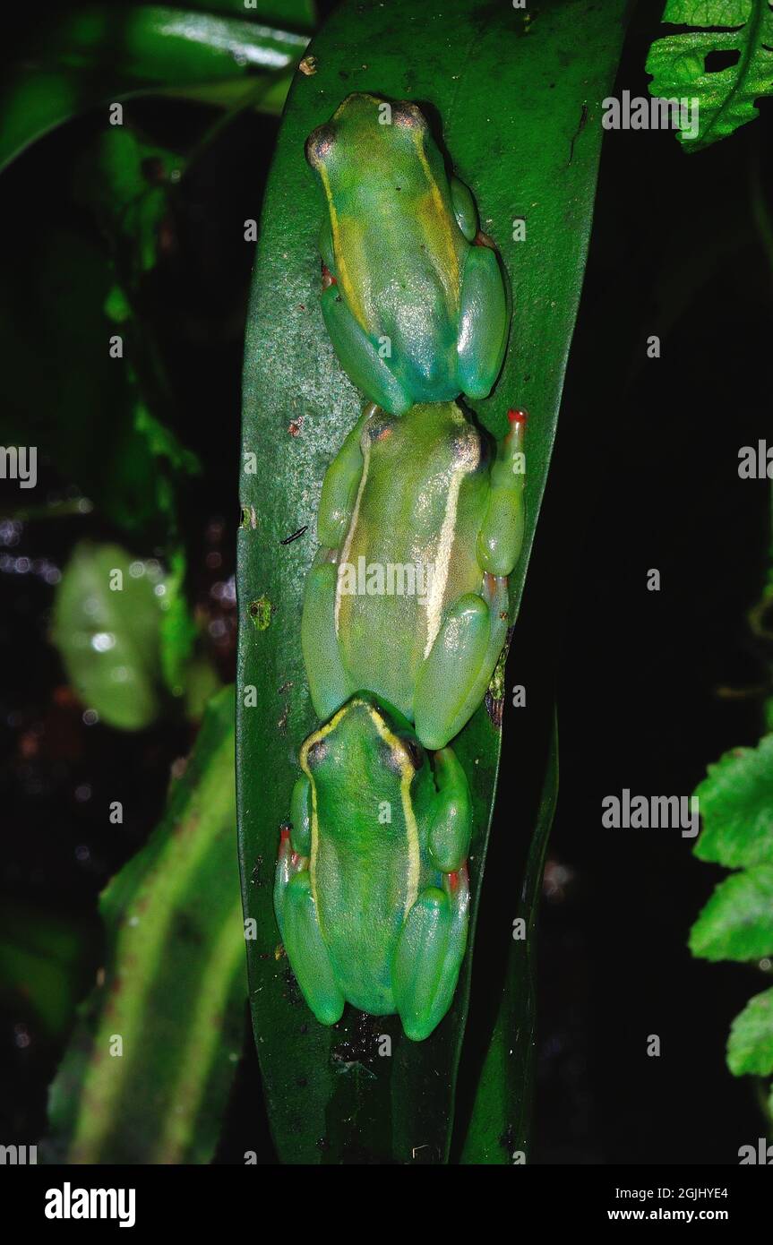 Riggenbachs Riedfrosch, Männchen, Riggenbach's reed frog, male, Hyperolius riggenbachi hieroglyphicus, Stock Photo