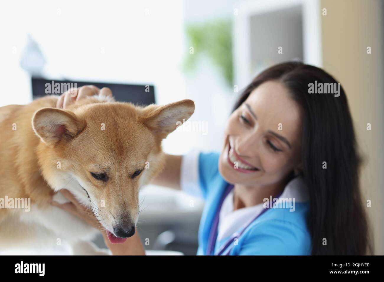 Smiling veterinarian doctor conducts physical examination of dog Stock