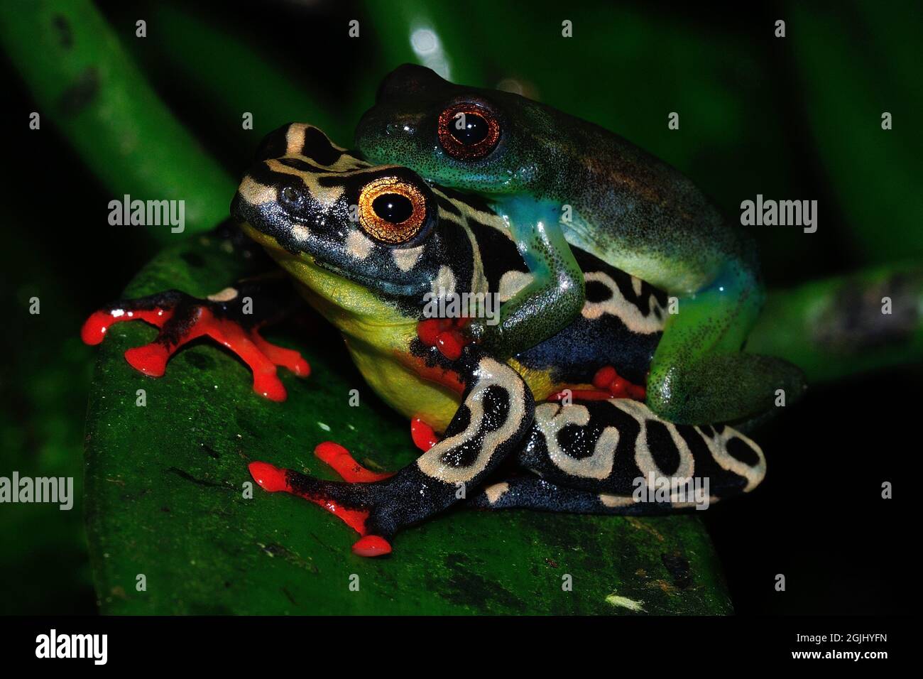 Riggenbachs Riedfrosch, Paar, Riggenbach's reed frog, couple, Hyperolius riggenbachi hieroglyphicus, Stock Photo