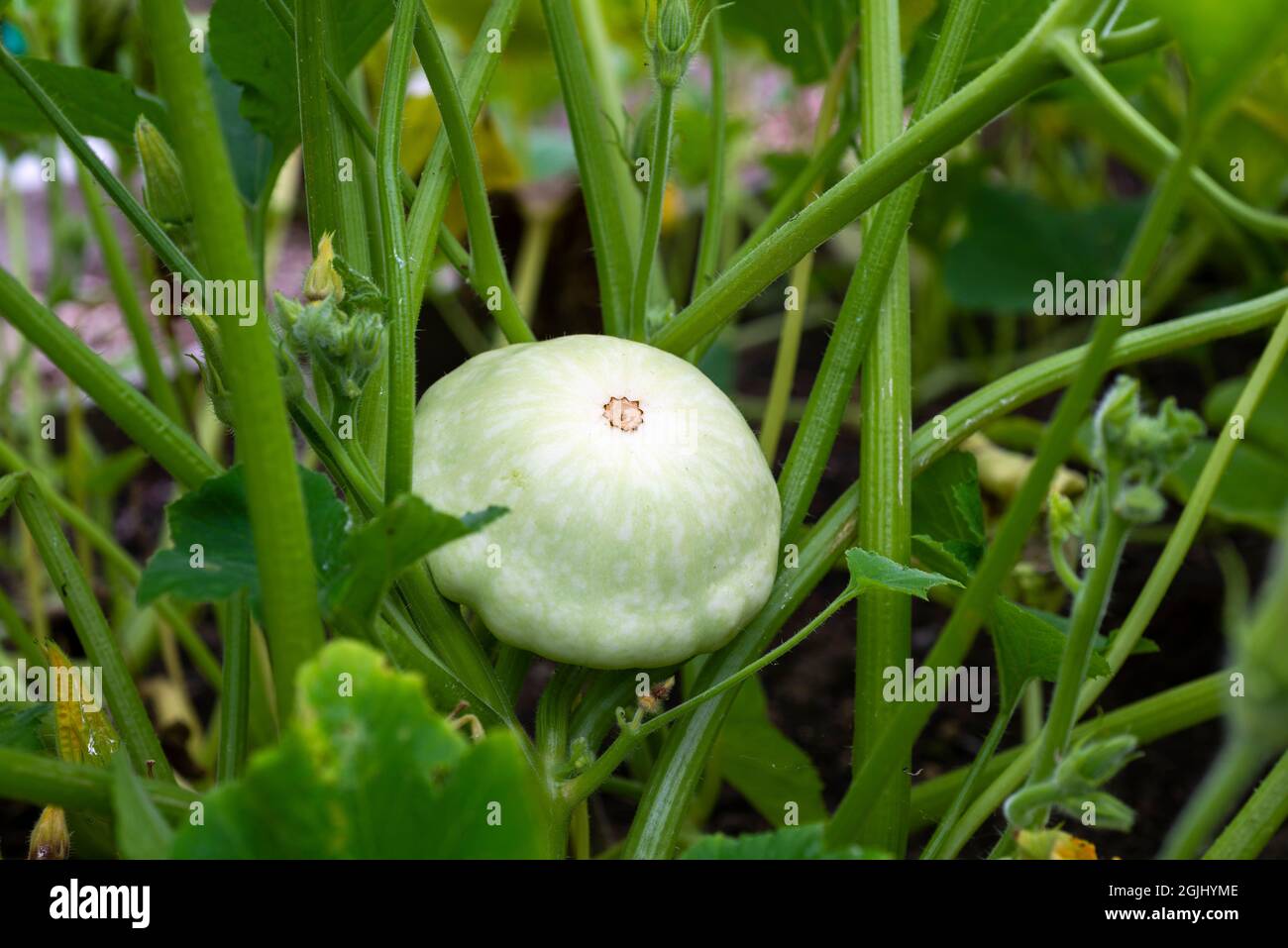 Patty pan squash 'White Bush Scallop' growing in a vegetable plot ...