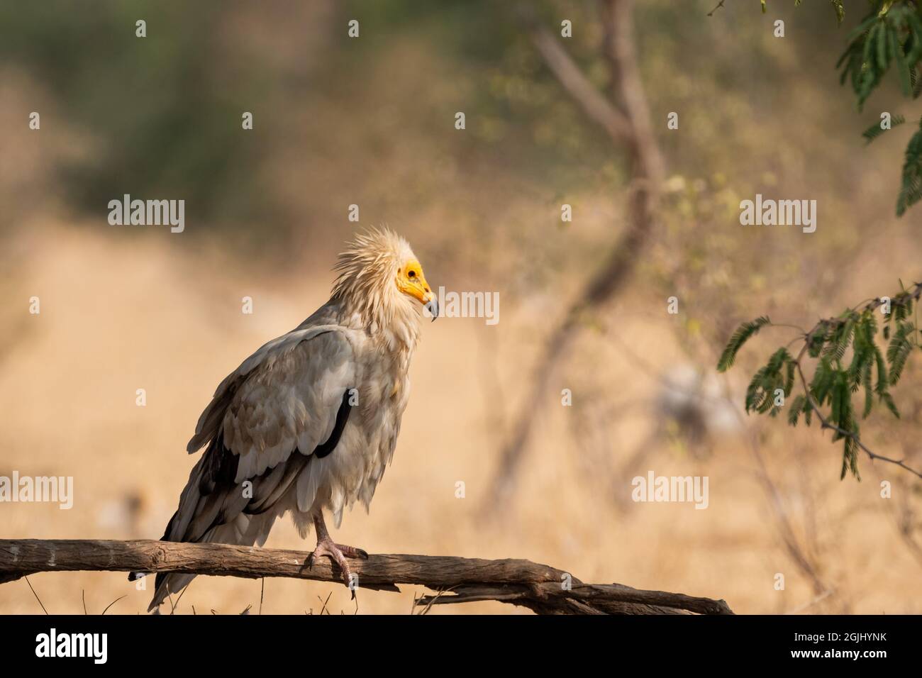 Egyptian vulture or Neophron percnopterus bird portrait at jorbeer conservation reserve bikaner rajasthan India Stock Photo
