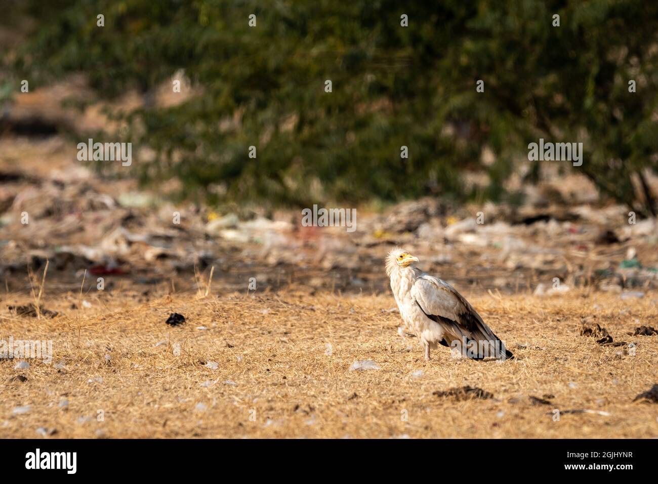 Egyptian vulture or Neophron percnopterus bird at jorbeer conservation reserve bikaner rajasthan India Stock Photo