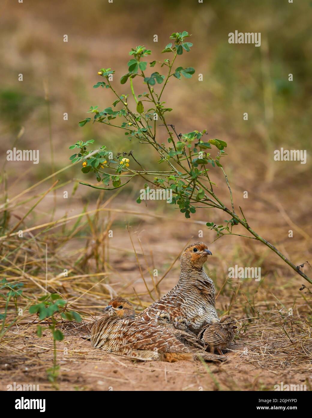 grey francolin or grey partridge or Francolinus pondicerianus family in natural monsoon green background at Ranthambore national park or tiger reserve Stock Photo
