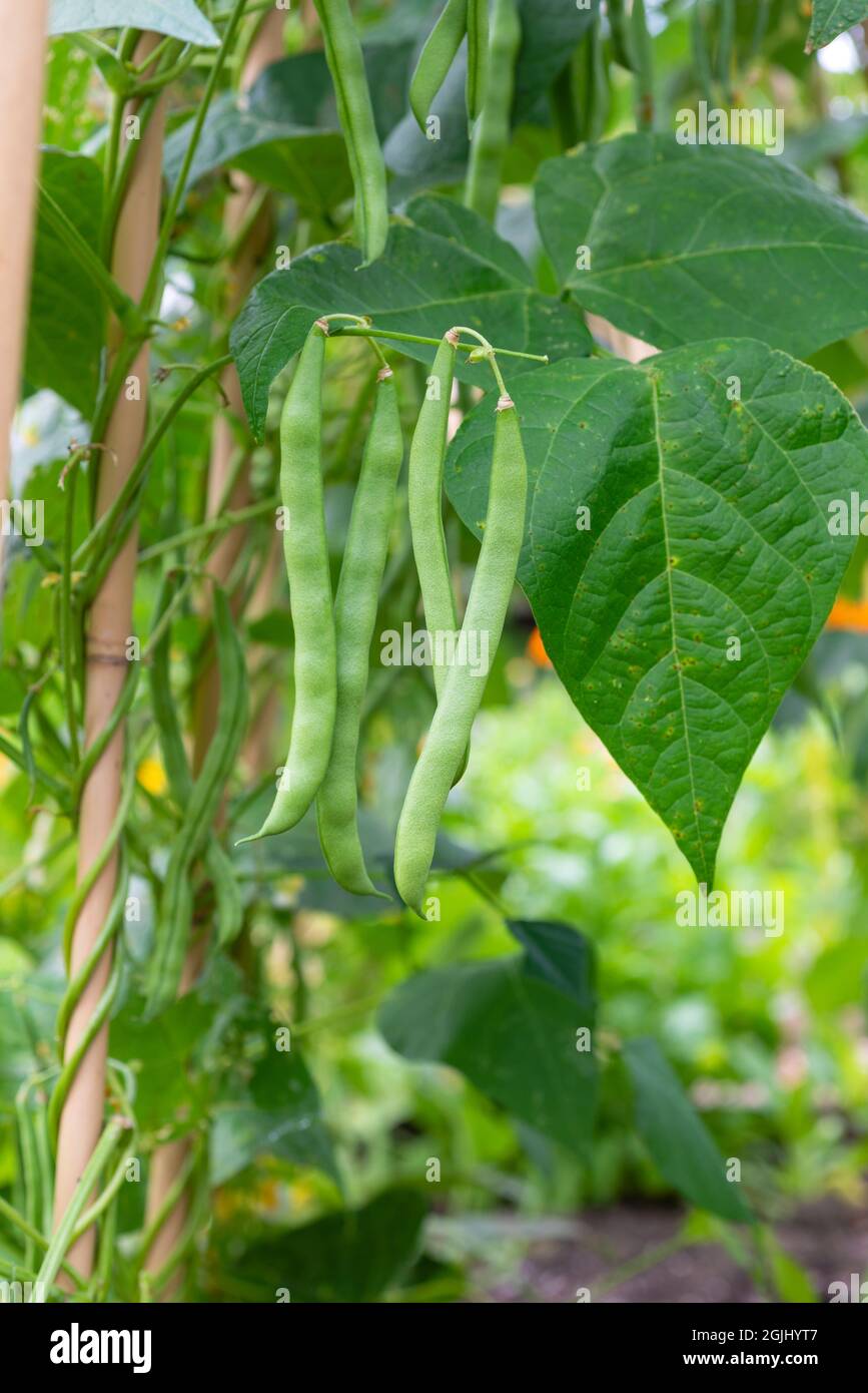Climbing French beans 'Blue Lake' growing up canes. South Yorkshire, England, UK. Stock Photo