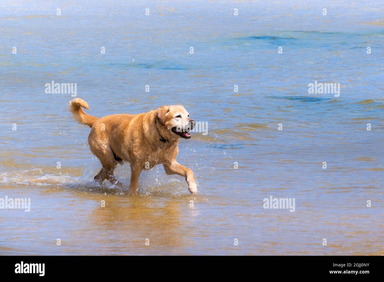 Mawgan Porth beach in Cornwall UK; a mature Golden Labrador enjoying running in the sea on a dog friendly Cornish beach. Stock Photo