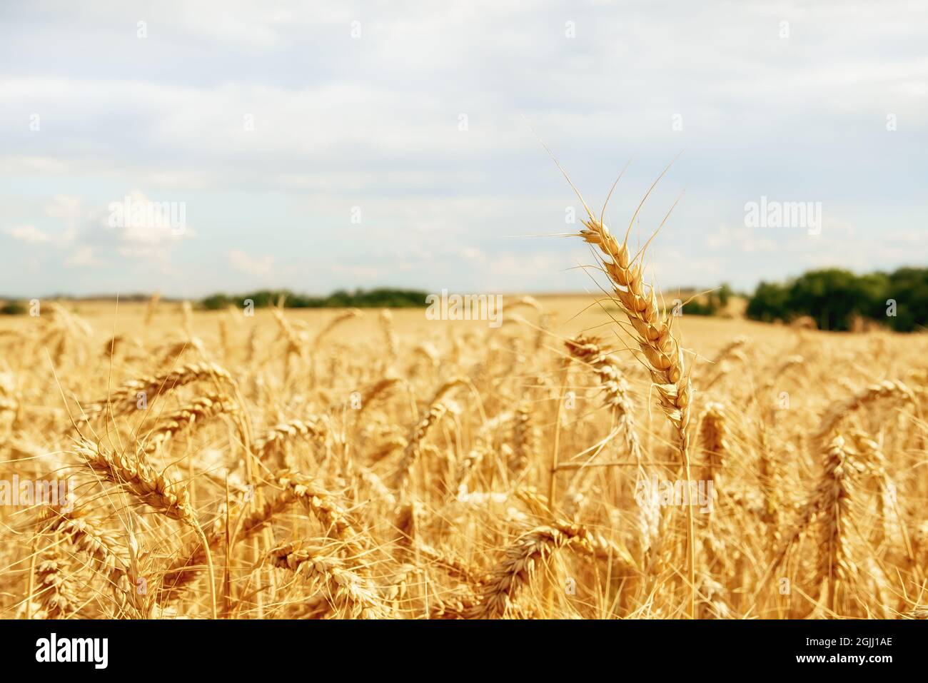 View of golden ears of corn, a field of wheat on a sunny day under a blue sky with clouds Stock Photo