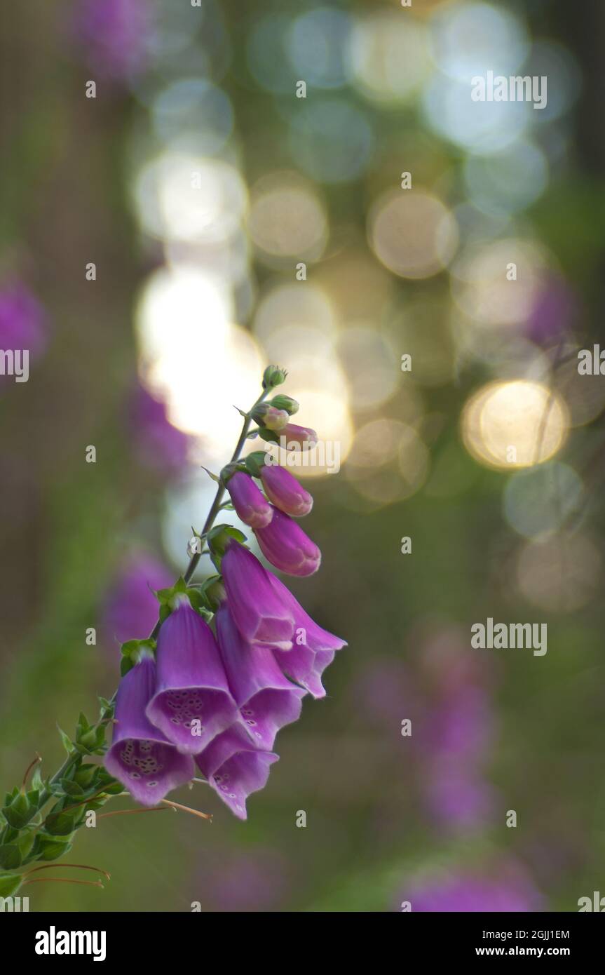 Foxglove Digitalis with round flares in the background Stock Photo