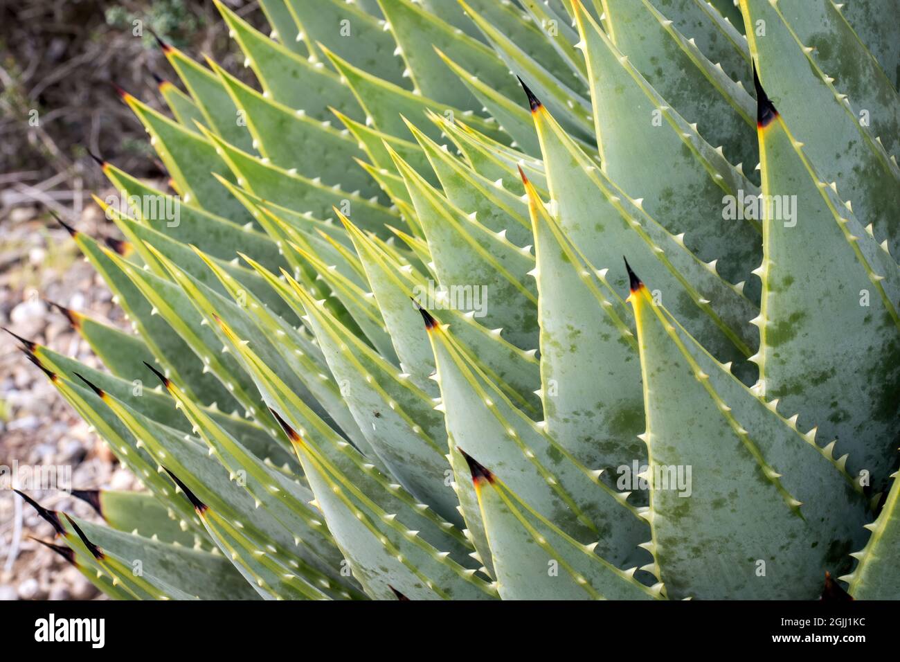 Close up spiral aloe (Aloe polyphylla Pillans Stock Photo - Alamy