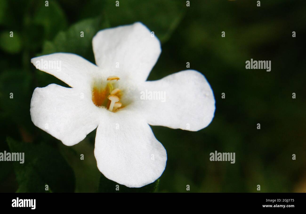 White flowers of waterhyssop or water hyssop (Bacopa speciosa 'Snowflake') close up Stock Photo