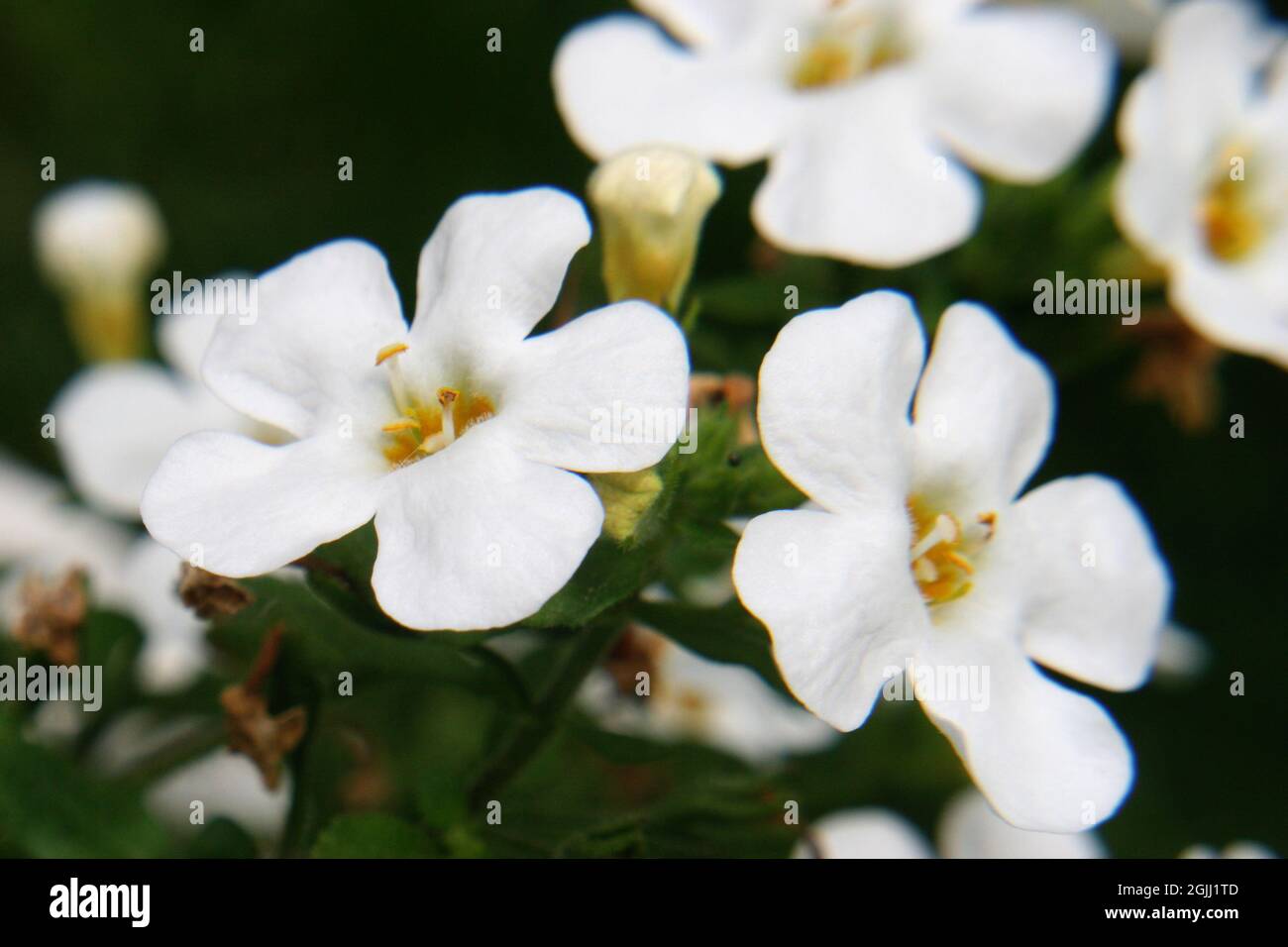 White flowers of waterhyssop or water hyssop (Bacopa speciosa 'Snowflake') close up Stock Photo