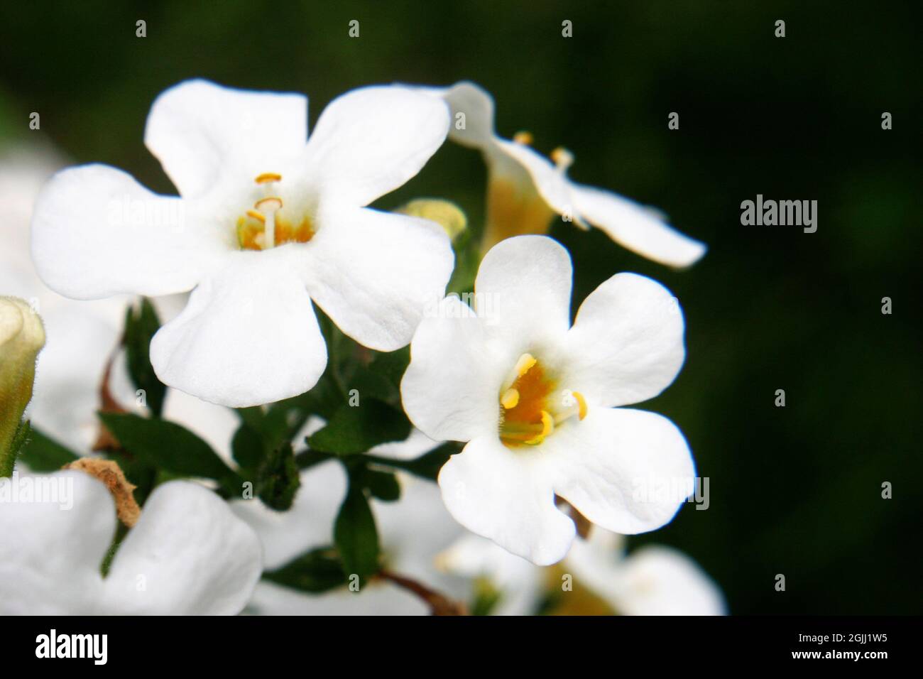 White flowers of waterhyssop or water hyssop (Bacopa speciosa 'Snowflake') close up Stock Photo