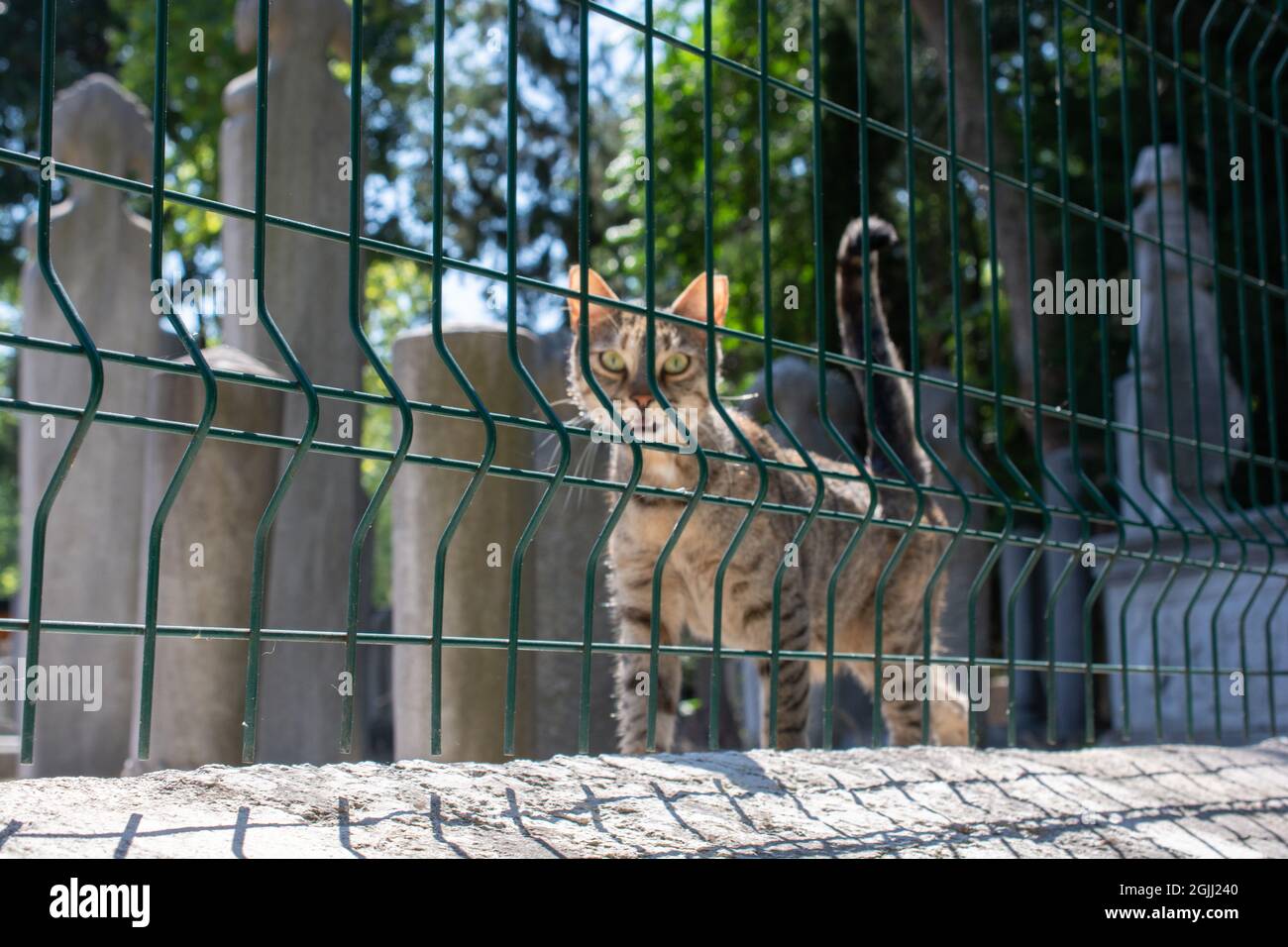 Adorable cat walking by a metal fence Stock Photo - Alamy