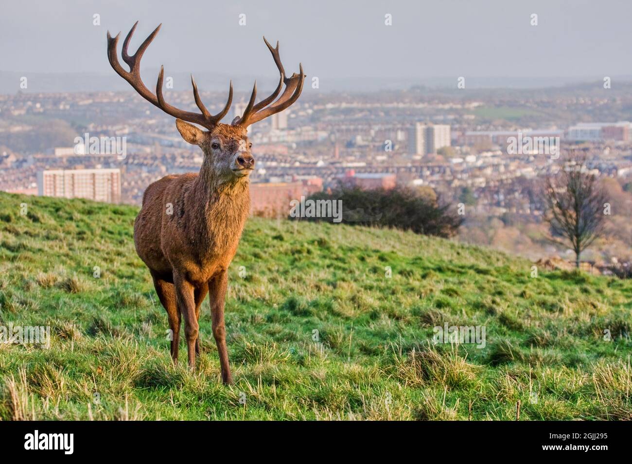 Red deer stag Cervus elaphus in the deer park at Ashton court with the city of Bristol in the distance - Bristol UK Stock Photo