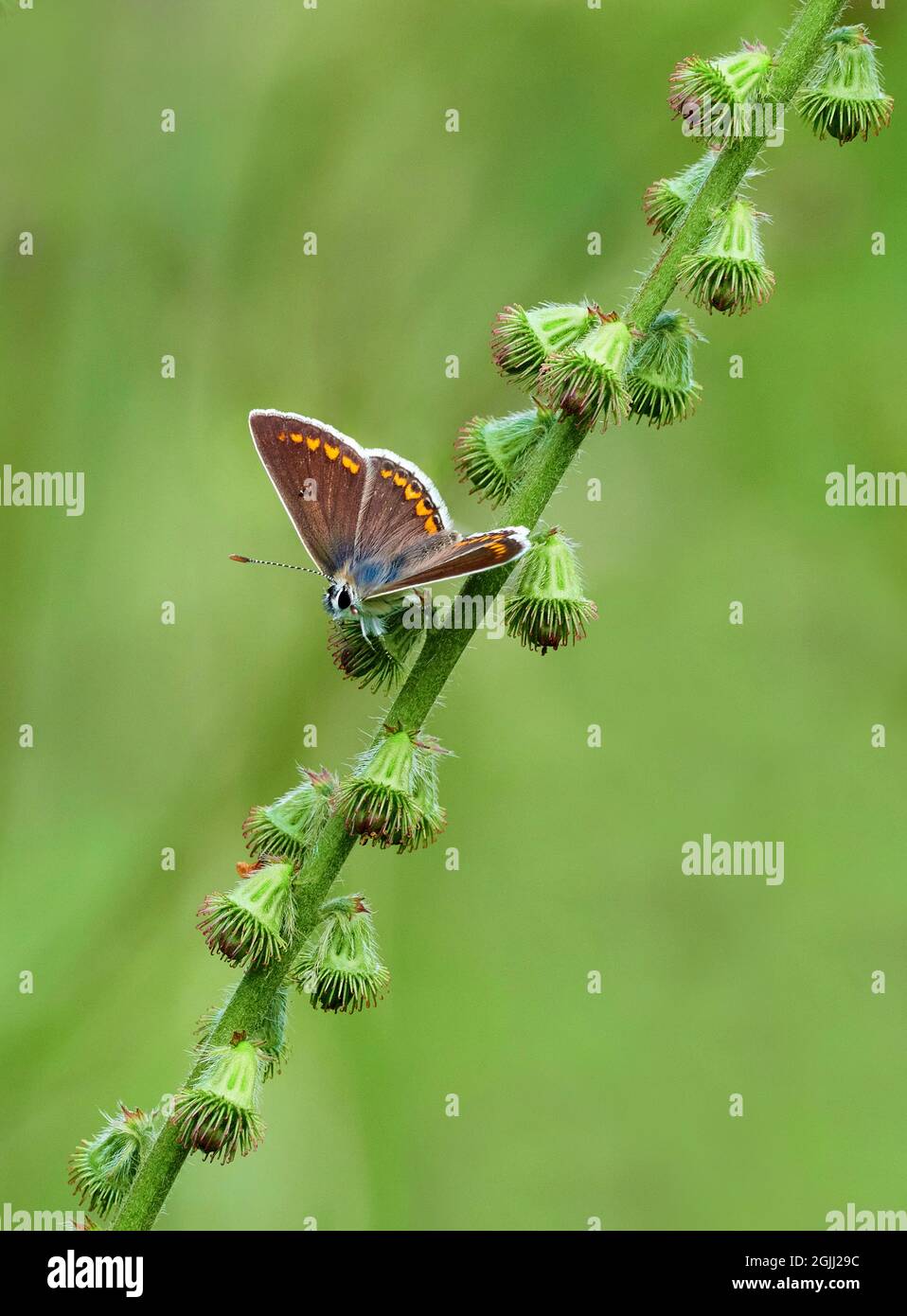 Brown Argus Aricia agestis at rest on seed capsules of Agrimony at Lower Woods Gloucestershire UK Stock Photo