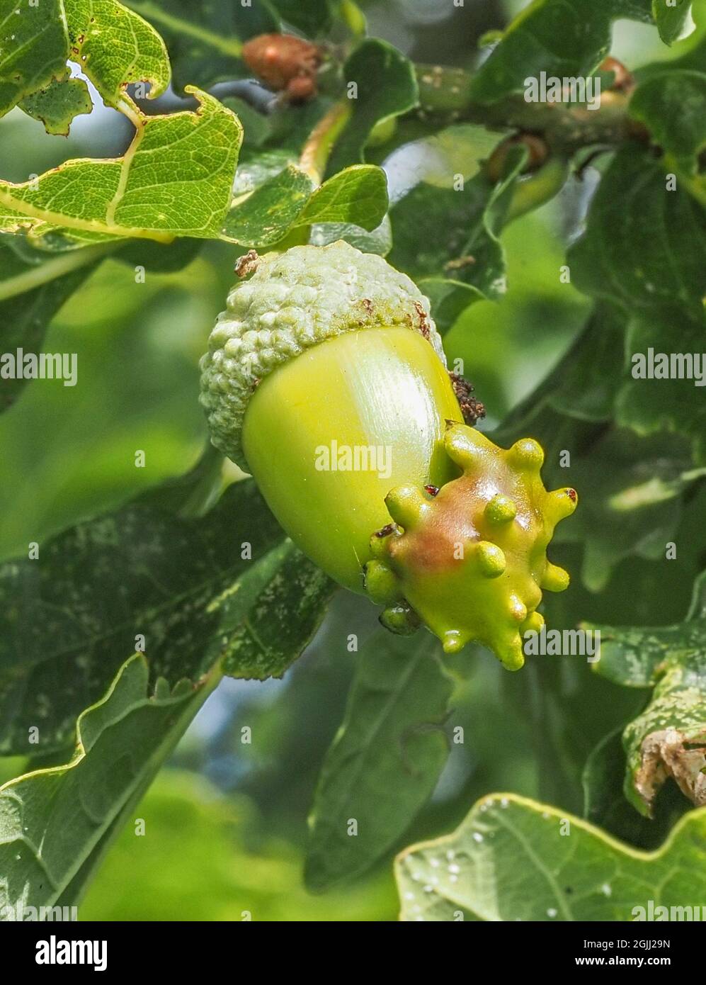 Oak Knopper Gall Andricus quercuscalicis disfiguring an acorn on a tree in Somerset UK Stock Photo
