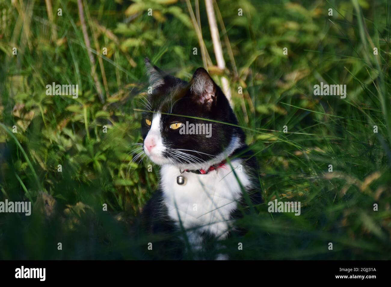 Black and white cat sitting between grasses Stock Photo - Alamy