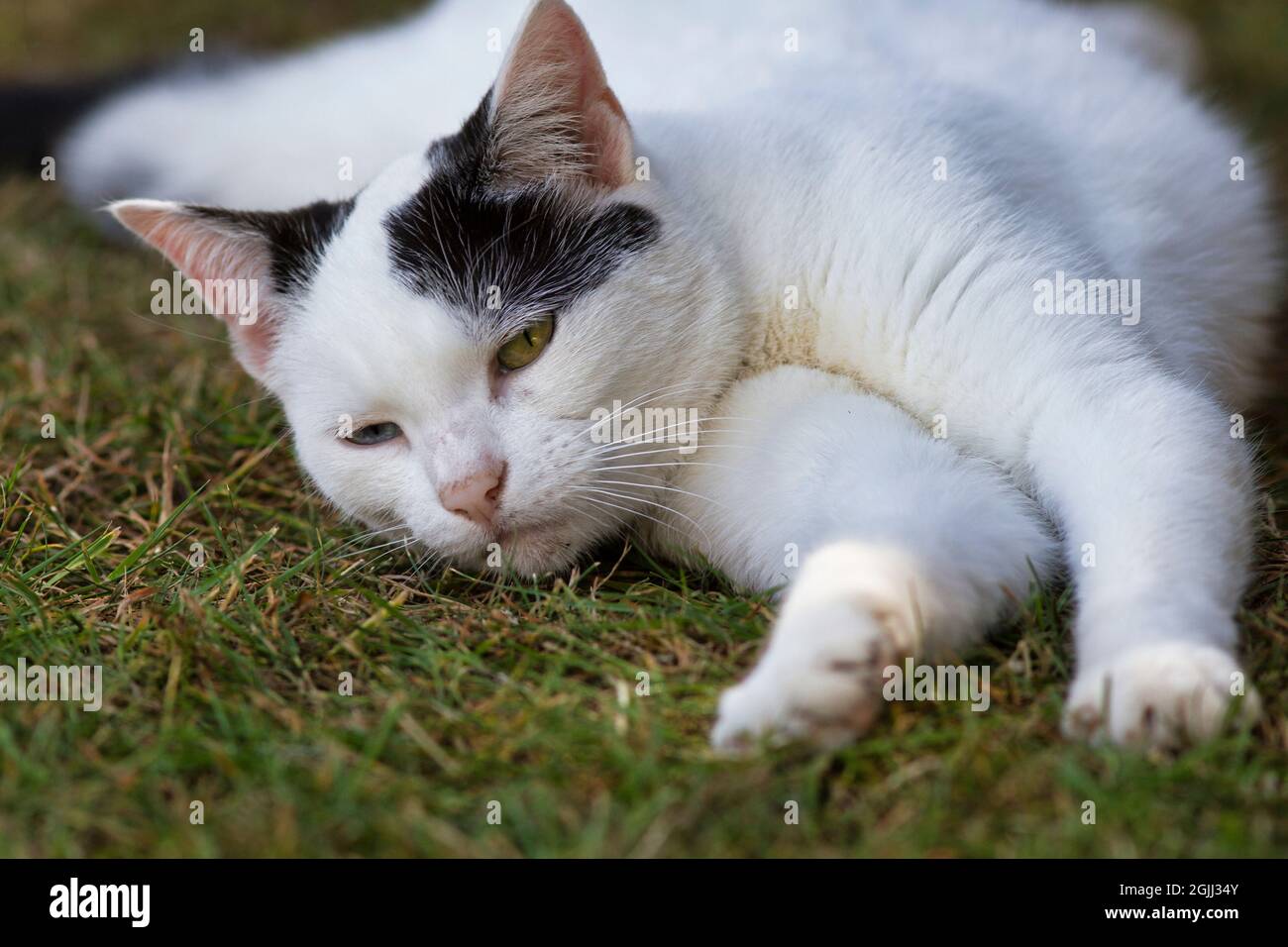 Black cat lying on grass hi-res stock photography and images - Alamy