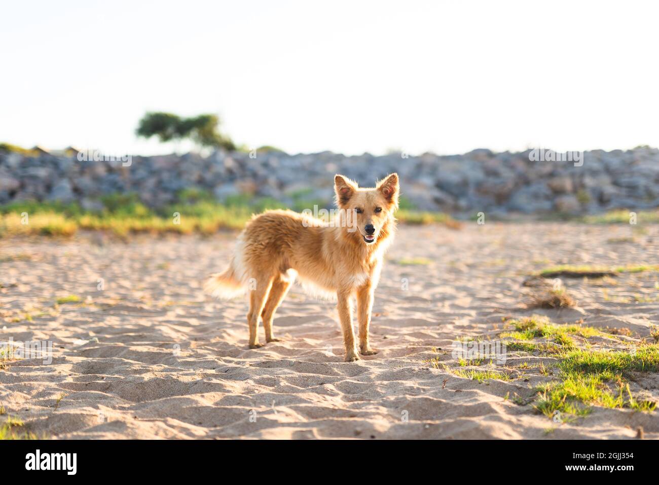 a stray dog standing on the sand looking at the camera - animal protection Stock Photo