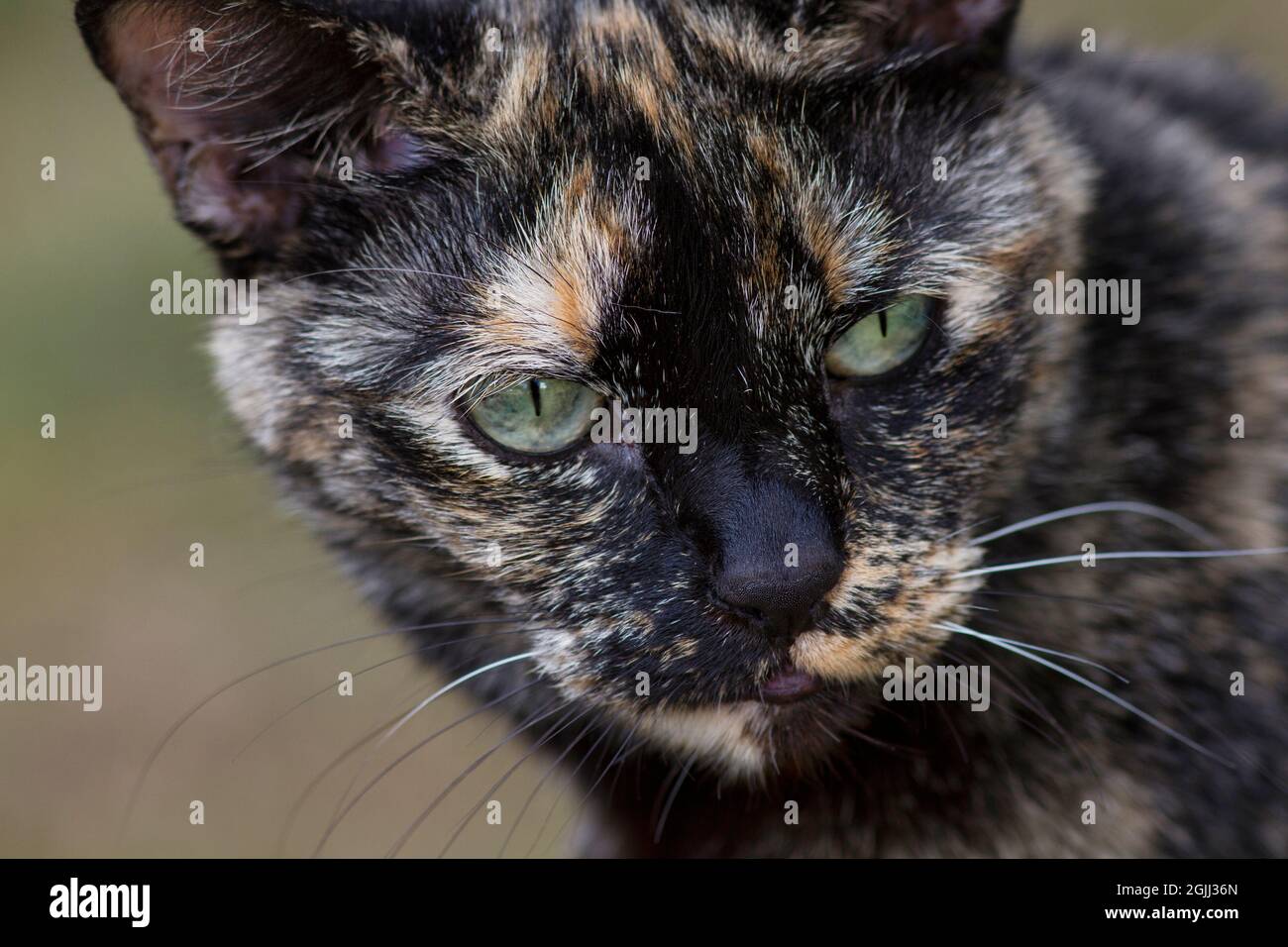 Closeup of Tortie staring intently at something off camera Stock Photo