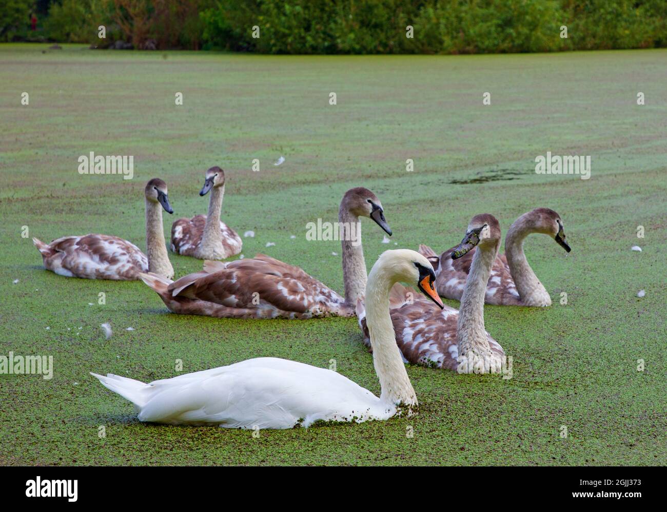 Figgate Park, Edinburgh, Scotland, UK weather. 10th September 2021. Dull after misty start, temperature of 18 degrees centigrade, for this Pen and her family of Mute Swans, preening in amongst the blanket of duckweed which covers the entire surface of the large pond. Duckweed is high protein, in fact it contains more protein than soybeans. It is reported that duckweed is an ideal food source for waterfowl, but in the USA they are experimenting with using it as feed for fish and pigs. It removes nitrate from water and can be considered a water purifier. Stock Photo