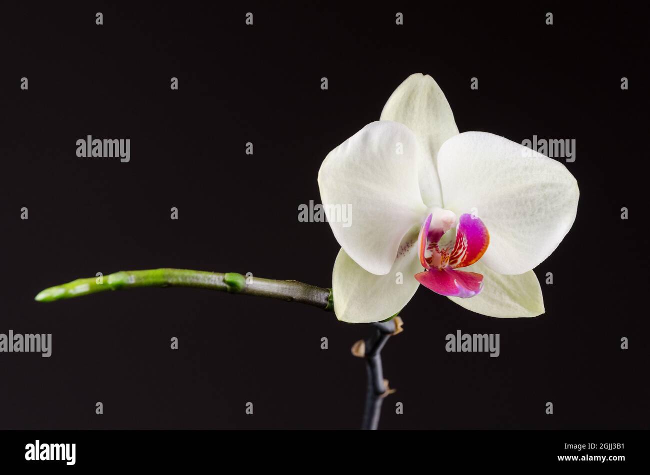 Orchidaceae, still life of white orchid flowers against dark background, minimalistic fine art wallpaper Stock Photo
