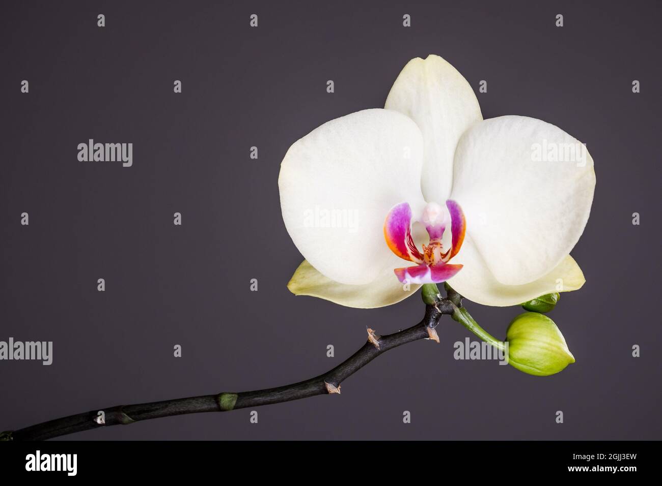 Orchidaceae, still life of white orchid flowers against dark background, minimalistic fine art wallpaper Stock Photo