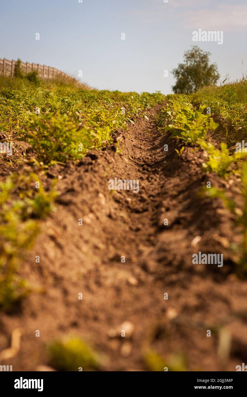 Ground level photo of ploughing furrow in the field | Worm's eye view on tilled field with with sky in the background Stock Photo