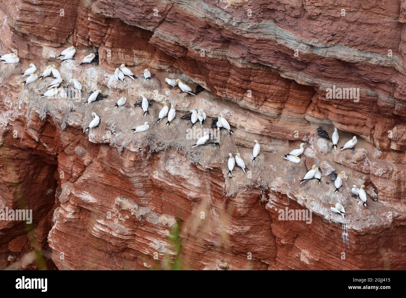 Northern gannets in a red steep coastwall Stock Photo