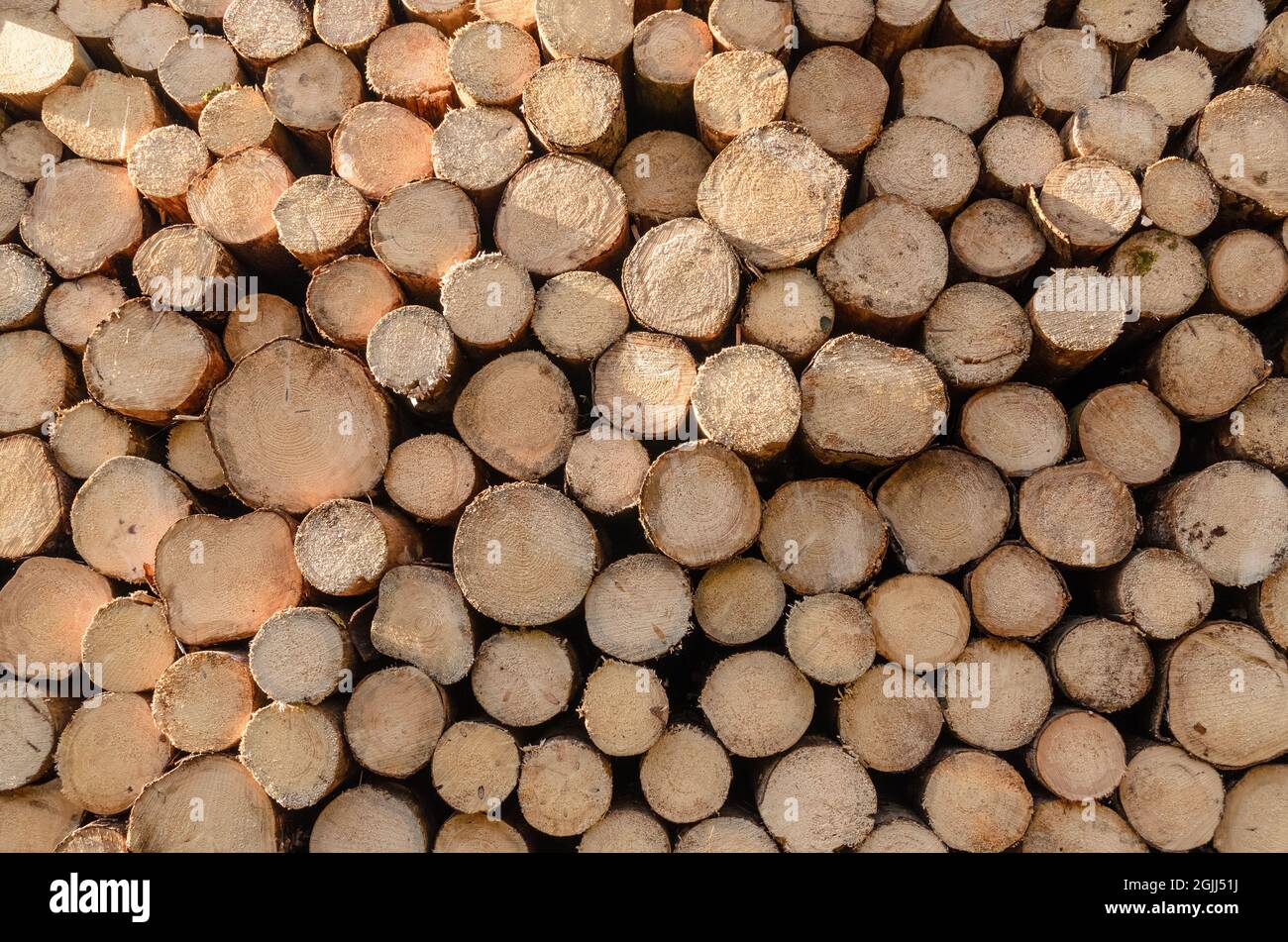 Pile of felled trees at a logging site in the forest, front view of cross section with growth or age rings, timber industry Stock Photo
