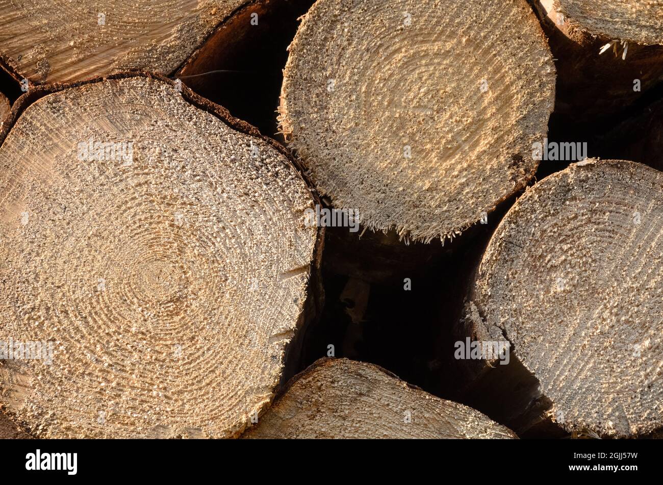 Pile of felled trees at a logging site in the forest, front view of cross section with growth or age rings, timber industry Stock Photo