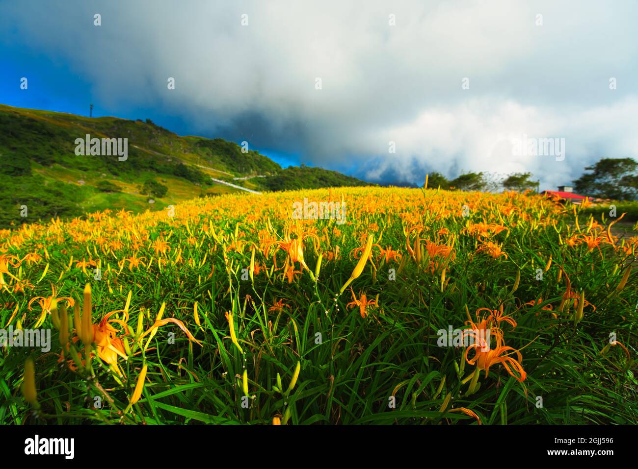 Wild Orange Daylily flowers bloom all over the mountains and fields. Fulvous day-lily, Orange day-lily, Lily, Day Lily, Tawny Daylily. Hualien, Taiwan Stock Photo