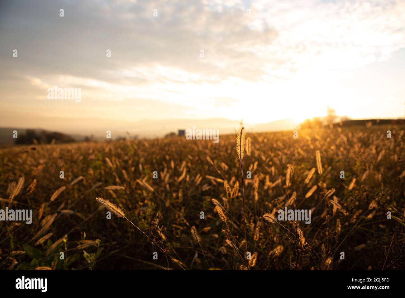 Field of wild grass against the autumn sky at sunset. Autumn landscape with warm colors of brown and gold. Selective focus, blurred background. Stock Photo