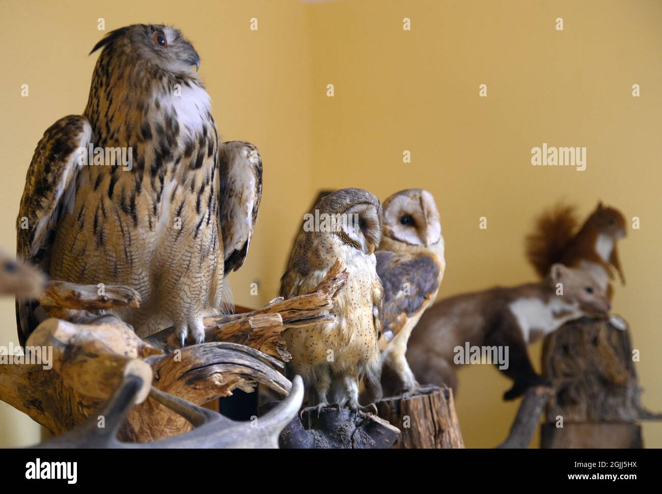Brandenburg, Germany. September 10 2021: : Stuffed birds on a cupboard in a classroom for school classes at the Krugpark Nature Conservation Centre in Wilhelmsdorf. The centre has a