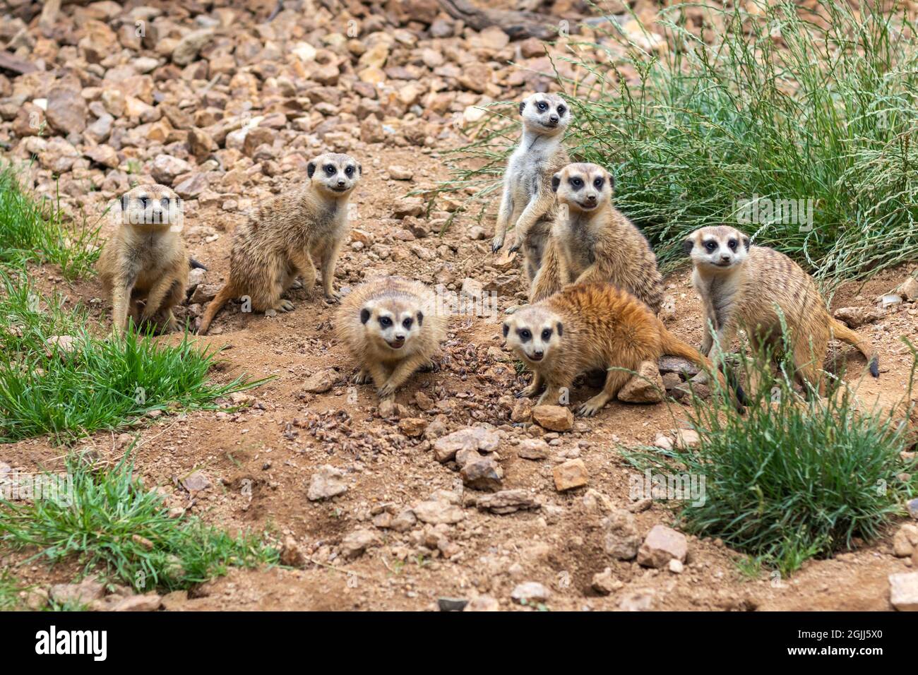 group of meerkats - meerkats look in one direction Stock Photo