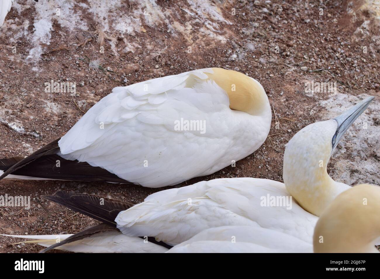 Northern gannet sleeping on a red rock Stock Photo