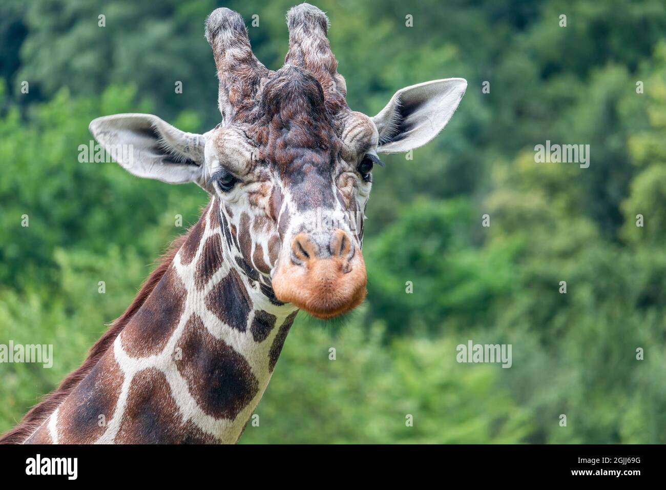 portrait of a giraffe - giraffe head, front view, green trees in the background Stock Photo