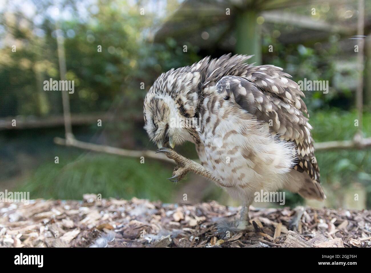 Little owl (Athene noctua) behind glass in captivity small with dappled grey brown and white plumage yellow eyes and hooked bill white eye brows Stock Photo