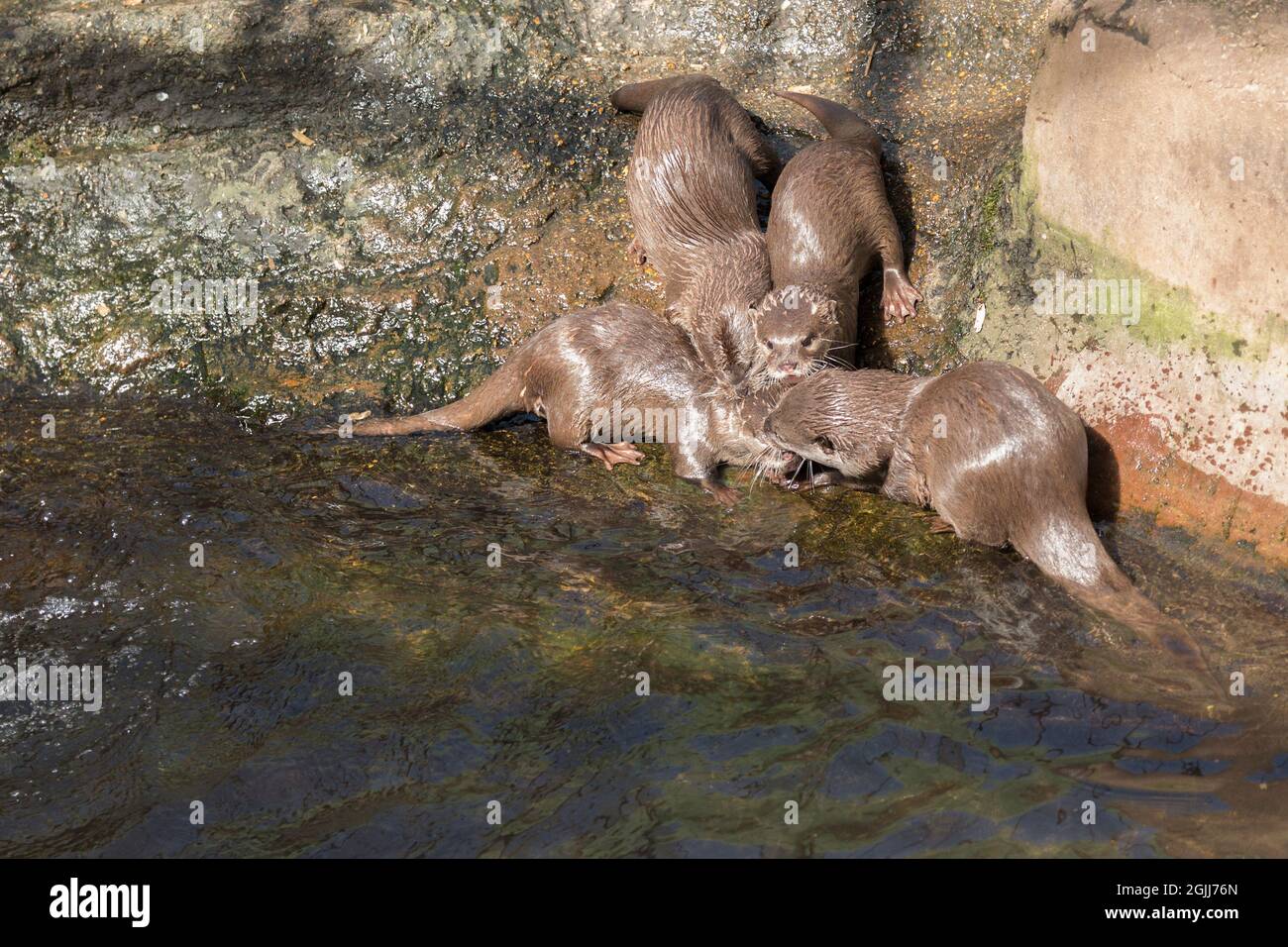 Asian Short clawed otters in a pool in enclosure at newforest wildlife park uk play fighting webbed feet thick tapered tails small ears dog like face Stock Photo