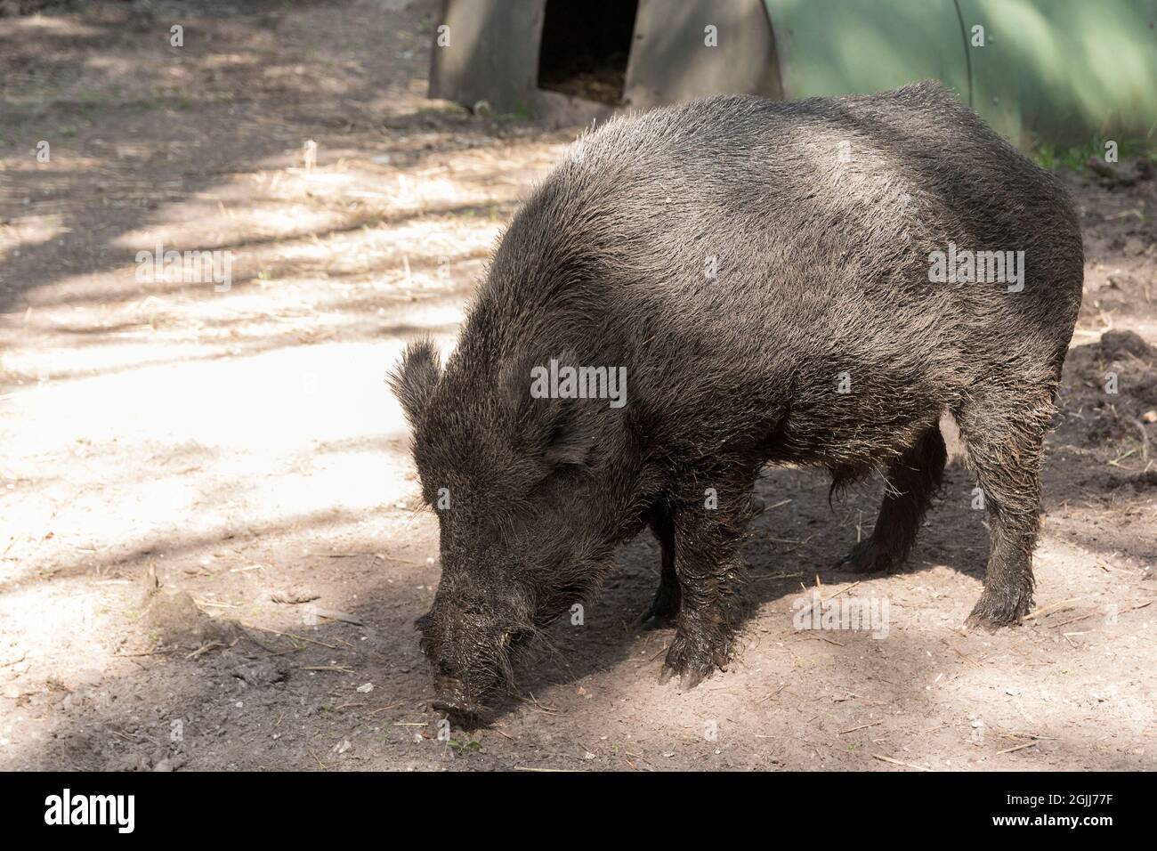 Wild boar (Sus scrofa scrofa) captive in newforest wildlife park. Dark grey brown corse fur even toes ungulates extending snout poor eye sight Stock Photo