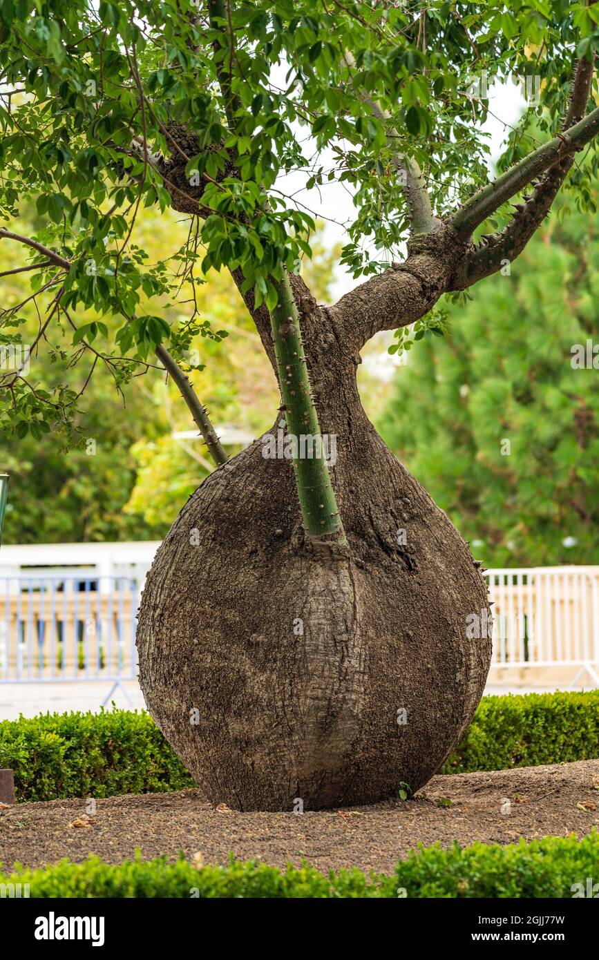 Baobab tree in city park Stock Photo Alamy